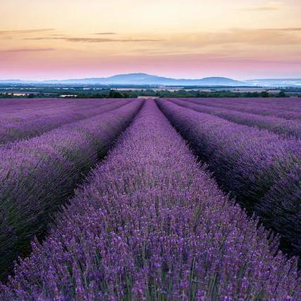 Lavender Fields