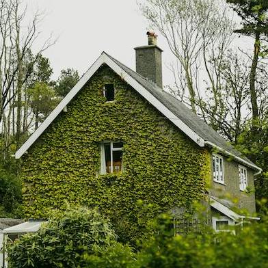 Ivy-covered Cottages