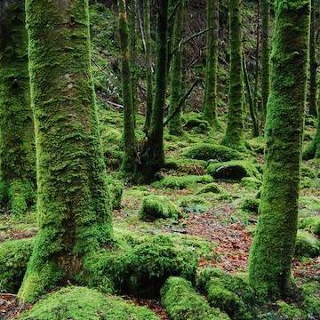 Mossy Trees