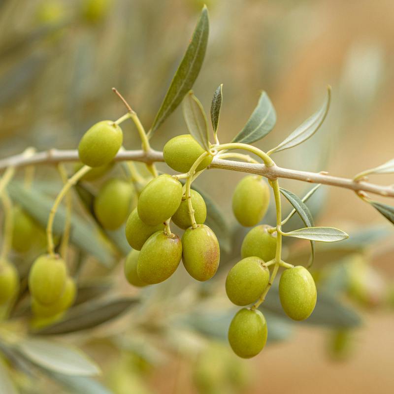 Olive Groves