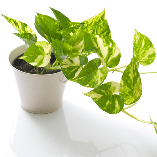 Golden Pothos