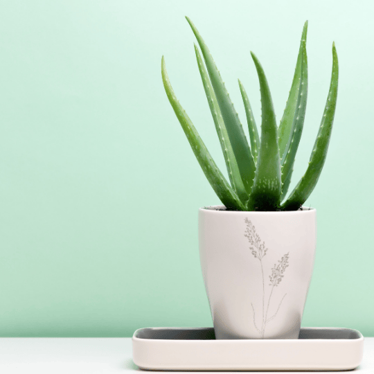 Aloe Vera