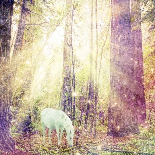 Care of Magical Creatures