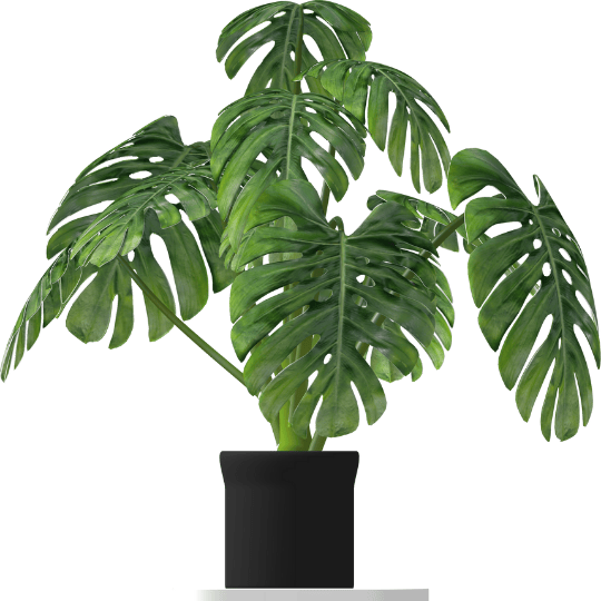 Monstera