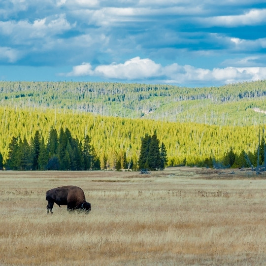 Yellowstone National Park