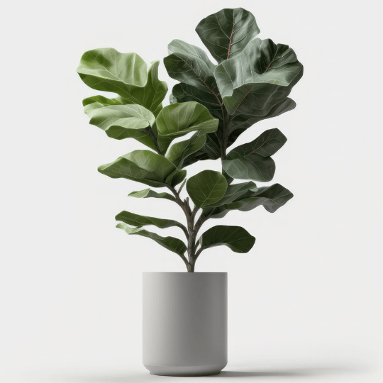 Fiddle Leaf Fig