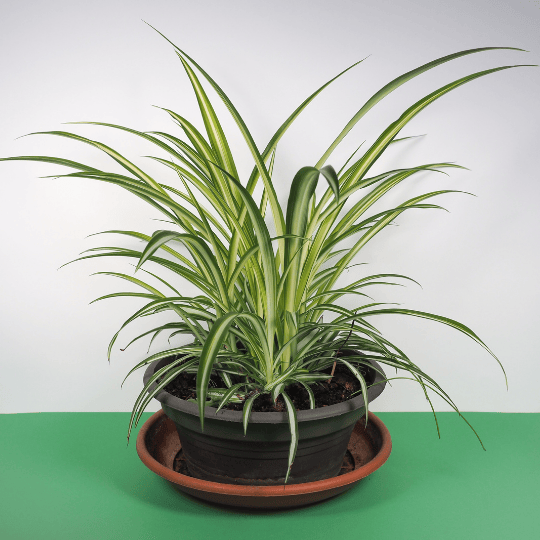 Spider Plant