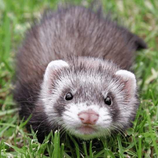 Ferret
